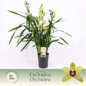 Cymbidium Summer Pearl ‘Suzy’ Orchid – 14cm Pot