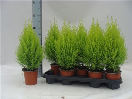 Goldcrest Monterey Cypress (Cupressus macrocarpa) – 12cm Pot
