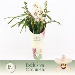 Cymbidium 'Little Stef' Orchid – 12cm Pot, 55cm Tall
