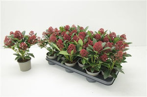 Skimmia japonica 'Rubella' – 10.5cm Pot