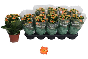 Orange Double Kalanchoe – 12cm Pot