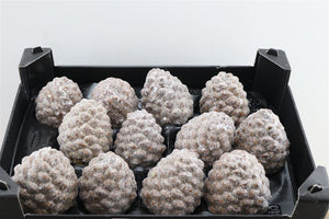 Natural Wax Pine Cone Christmas Decoration