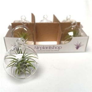 Air Plant Tillandsia in Glass Ball – 8cm