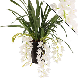 Cymbidium 'Ice Cascade' Orchid – 14cm Pot, 60cm