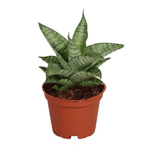 Silver Grey Sansevieria – 6cm Pot