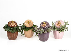 Mixed Ceramic Pumpkin Arrangement – 10.5cm Pot