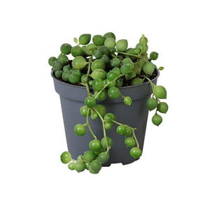String of Pearls (Senecio rowleyanus) – 6cm Pot