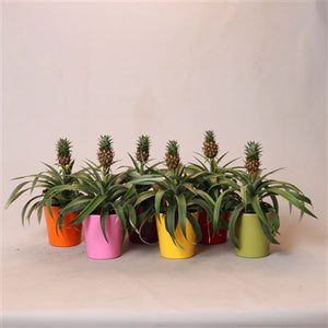 Pineapple Plant ‘Mi Rosita’ – 12cm Ceramic Pot