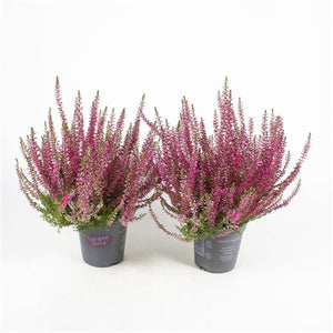 Calluna vulgaris ‘Garden Girls Franca’ Heather – 11cm Pot