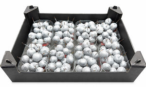 Silver Wax Apple Decorative Plant