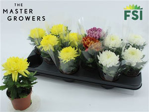 Mixed Chrysanthemum (Chrysanthemum indicum) – 9cm Pot