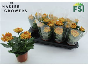 Bronze Chrysanthemum (Chrysanthemum indicum) – 12cm Pot