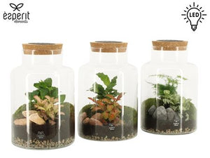 Large Glass Milk Churn Terrarium with Solar LED