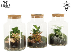 Large Glass Milk Churn Terrarium with Solar LED