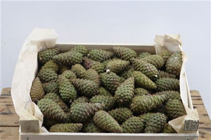 Natural Pine Cones – Decorative Christmas Pack