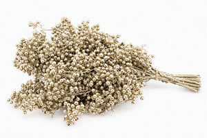 Platinum Schinus Greenery Bunch – 10 Stems