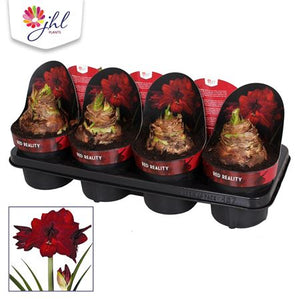 Red Hippeastrum ‘Red Reality’ – 14cm Pot
