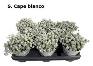 Cape Blanco Sedum – 12cm Pot