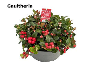 Gaultheria Wintergreen – 20cm Pot