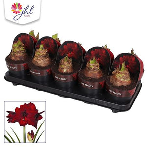 Red Hippeastrum ‘Red Reality’ – 12cm Pot