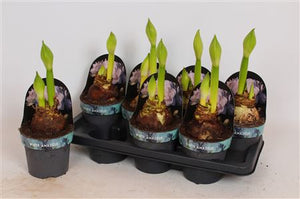 White Hippeastrum ‘White Star’ – 14cm Pot