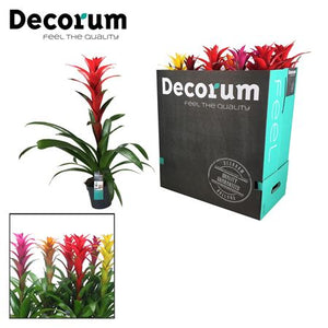 Guzmania Bromeliad Mix (Guzmania) – 13cm Pot