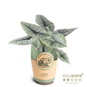 Alocasia Platinum – 17cm Pot, Approx. 70cm Tall