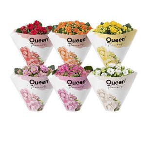 Double-Flower Kalanchoe – 6cm Pot
