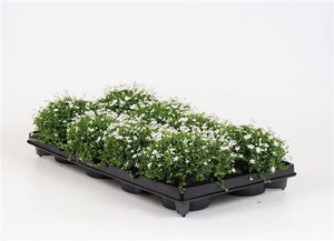 Blue Isotoma axillaris – 12cm Pot
