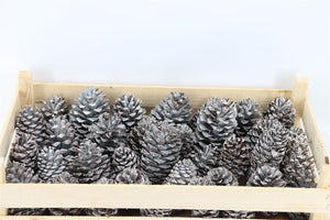 Brown Wax Maritima Dried Flowers