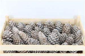 Cream Wax Flower – Dried Floral Decoration