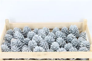 White Wax Flower Dried Arrangement