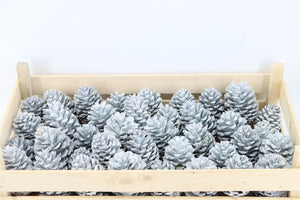 White Wax Flower Dried Arrangement