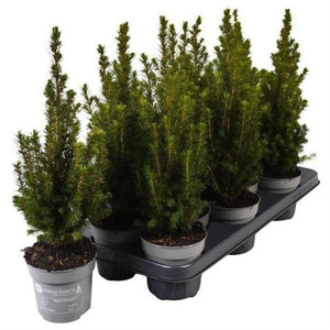 Dwarf Alberta Spruce (Picea glauca 'Conica') – 11cm Pot