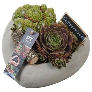 Sempervivum Arrangement in Heart-Shaped Concrete Pot – 20cm
