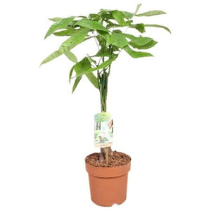 Braided Money Tree (Pachira aquatica) – 17cm Pot