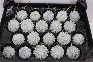 White Waxflower Decorative Plant