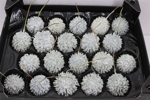 White Waxflower Decorative Plant