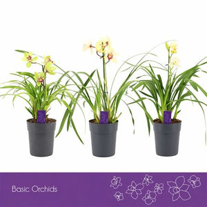 Cymbidium Orchid – 14cm Pot, Approx. 40cm Tall