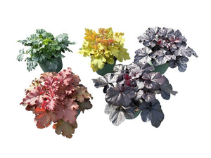 Heuchera ‘Mi Mixkar’ – 17cm Pot
