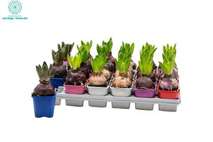 Mixed Hyacinth (Hyacinthus orientalis) – 7cm Pot