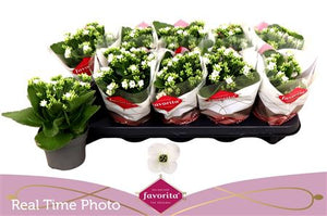 White Kalanchoe 'Asteria' – 10.5cm Pot