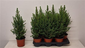 Dwarf Alberta Spruce (Picea glauca 'Conica') – 15cm Pot, 60cm High