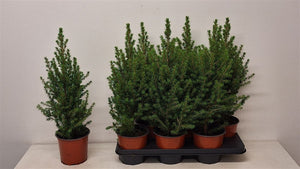 Dwarf Alberta Spruce (Picea glauca 'Conica') – 15cm Pot, 60cm High