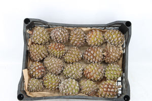 Natural Green Pine Cones – Christmas Decoration