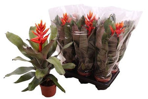 Aechmea 'Pepita' Bromeliad – 12cm Pot, 55cm High