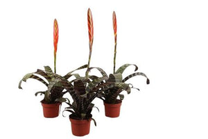Red Vriesea ‘Era’ – 12cm Pot, 65cm Height