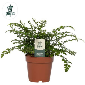 Asplenium Parvati Fern – 12cm Pot, 30cm High