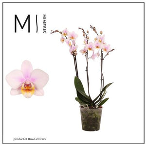 White Phalaenopsis Orchid ‘San Jose’ – 3 Spikes, 12cm Pot