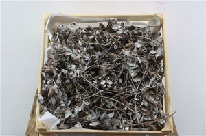 Caramel Dried Oak Leaves – Decorative Display